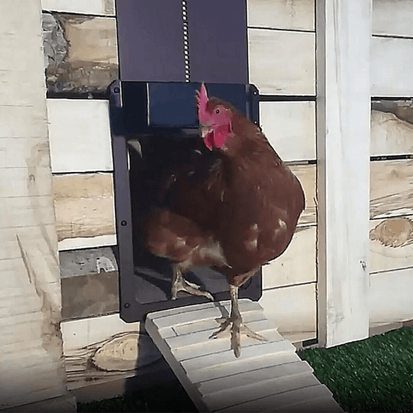 Induktionsdør til kylling - - Kæledyrsforsyninger - discount Kæledyrsforsyninger Smart hjem - Fashionfordays